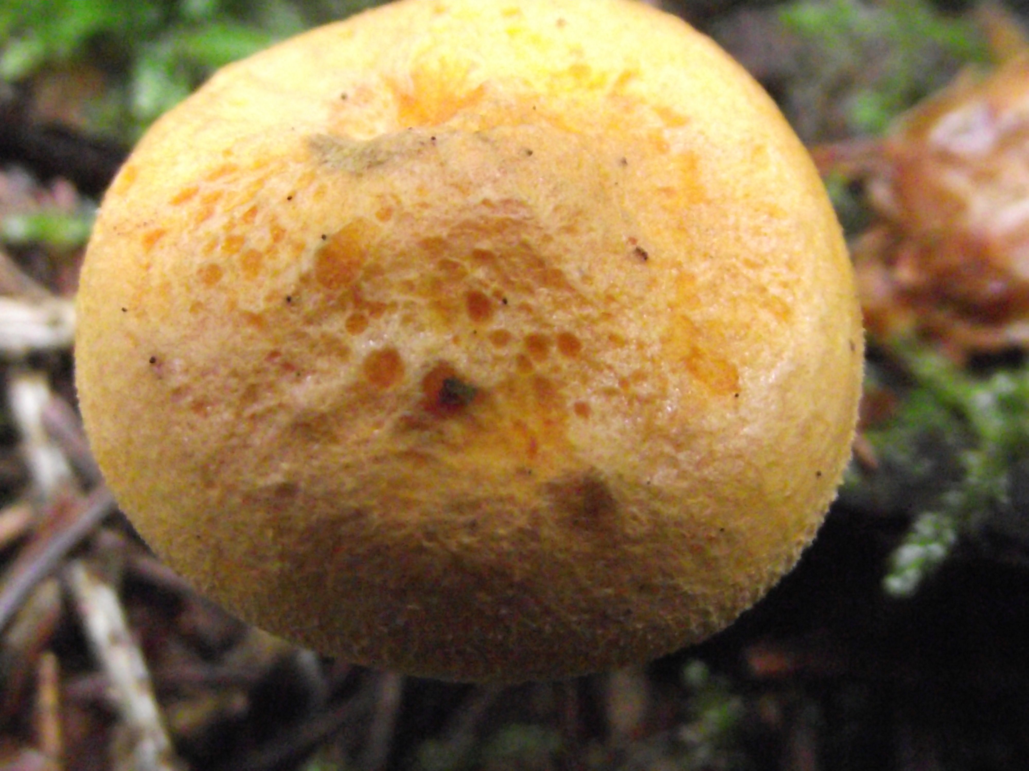 Falscher Pfifferling